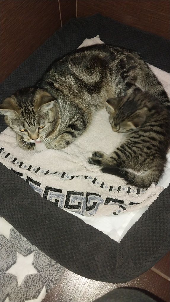 Кошення в добрі руки