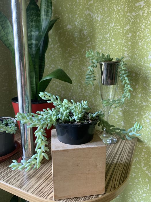 Седум(очиток)Моргана