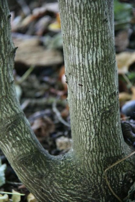 Kłokoczka południowa 100 szt. drzewko różańcowe staphylea pinnata