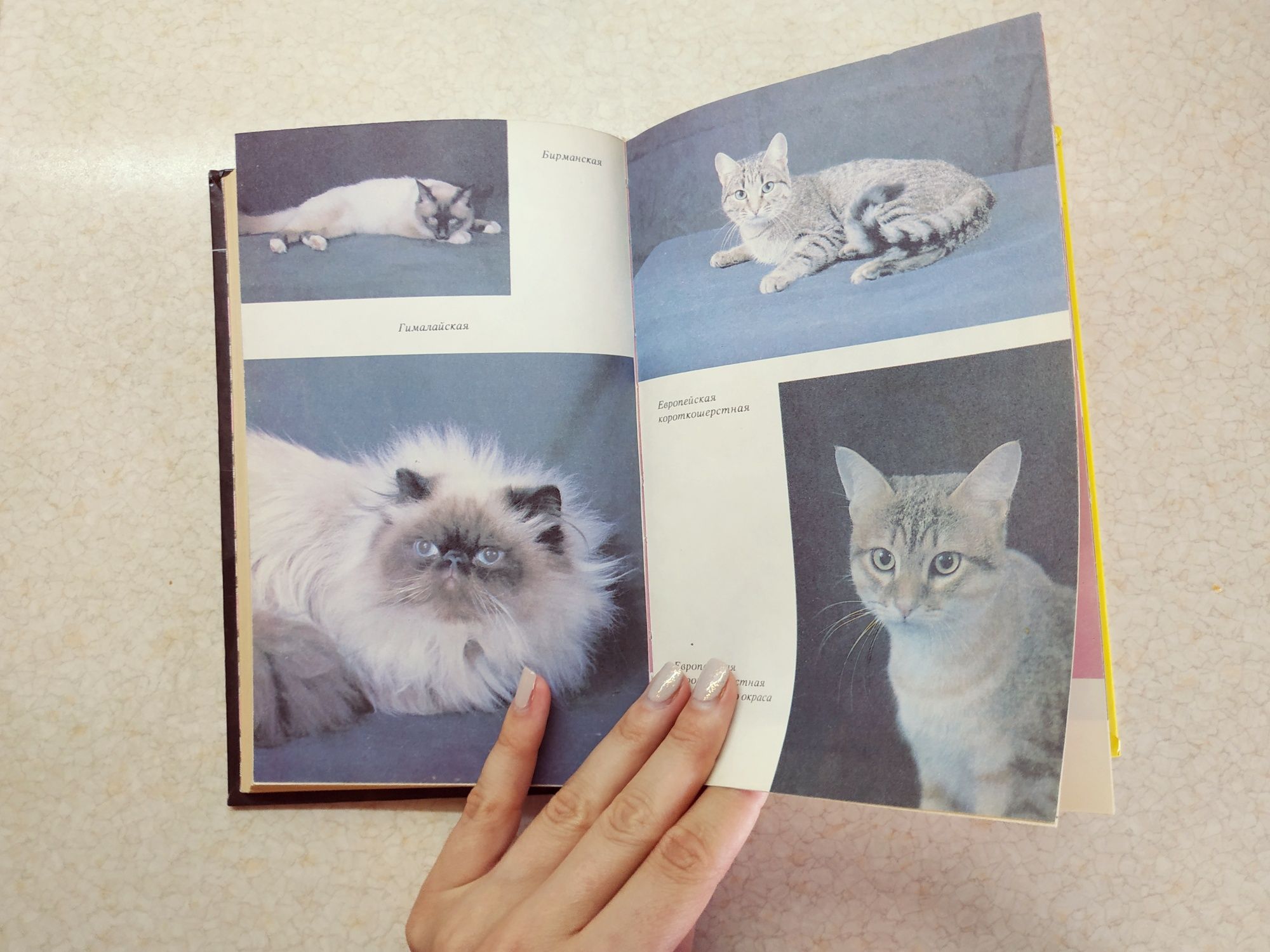 Книга о кошках: "300 кошачьих почему?" Н.Непомнящий