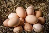 Wiejskie jajka do odbioru w każdej chwili Kielce Małogoszcz i okolice