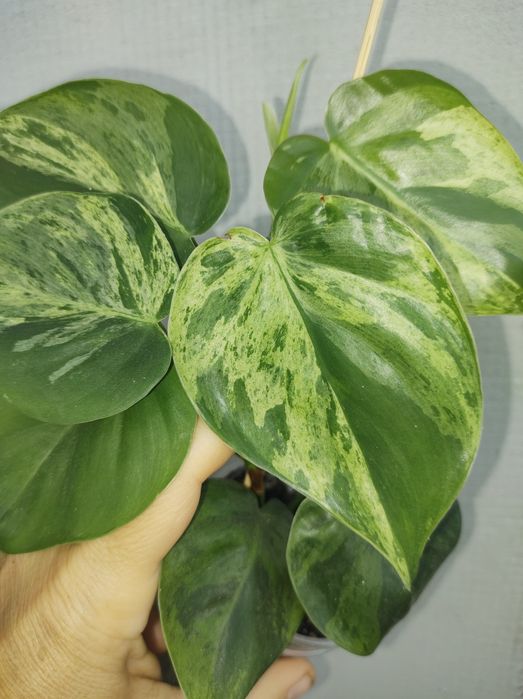 Філодендрон хедерацеум ріо сіам санрайз сканденс єлов