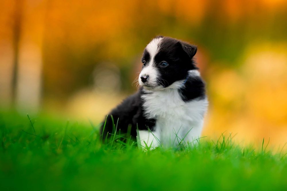 szczeniak Border Collie piesek - badania genetyczne