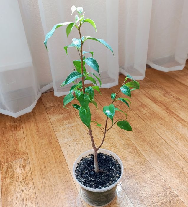 Домашній фікус бонсай наташа дерево мірт мініатюрне