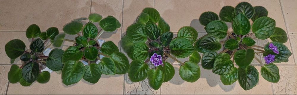 Розпродаю фіалки