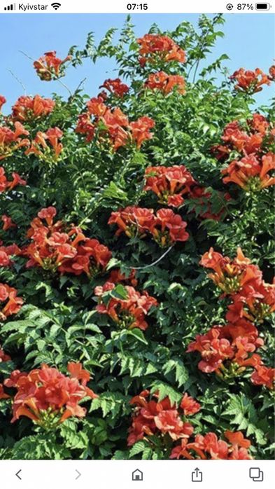 Кампсис ліана