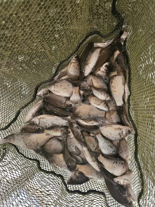 Karaś.  Karasie .Żywiec szczupak okon