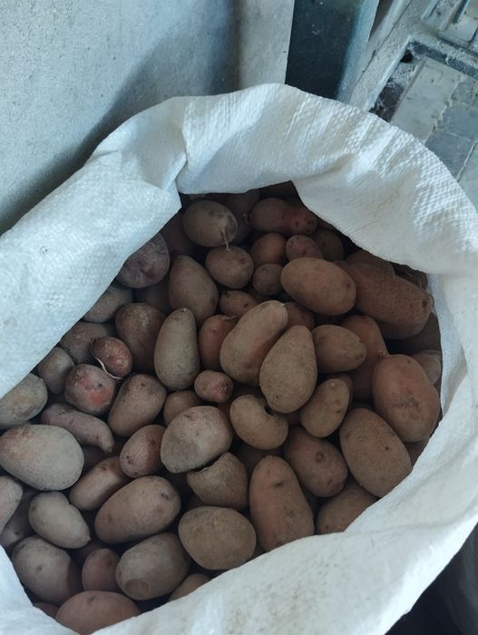 Продам дрібну кормову картоплю