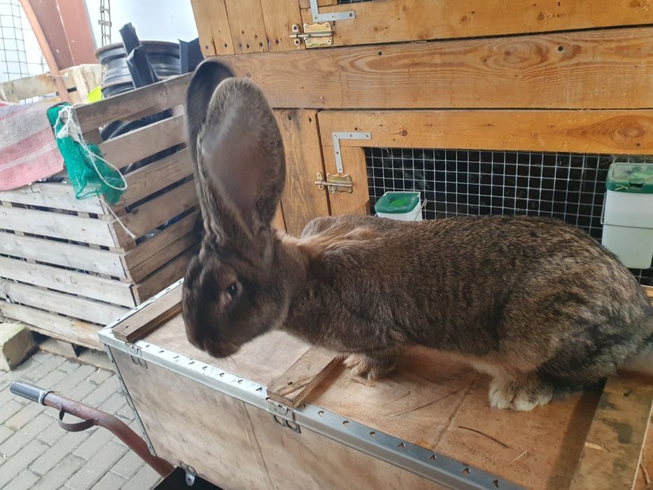 Samiczka Olbrzym Belgijski 6mcy po rodzicach z rodowodem