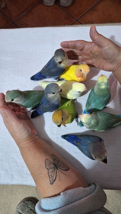 Agapornis Domesticados