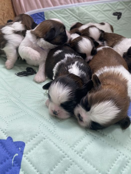 Shih tzu z trzypokoleniowym rodowodem do rezerwacji