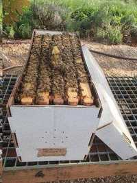 Núcleos, pacotes de abelhas e soluções para apicultura 2023