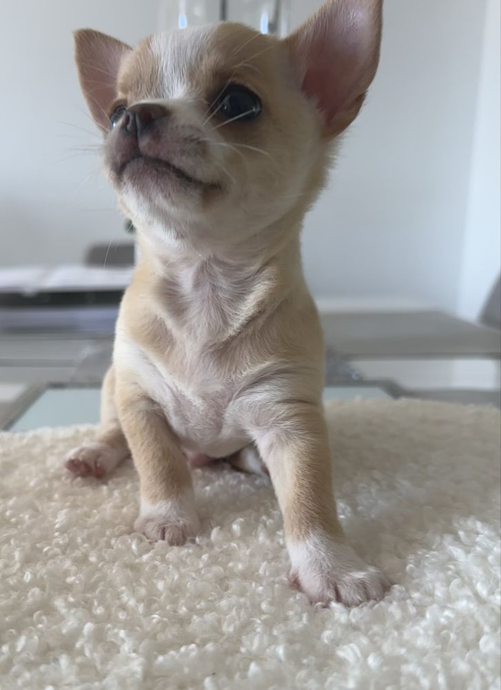 Chihuahua MOCHI chlopczyk ZAREZERWOWANY