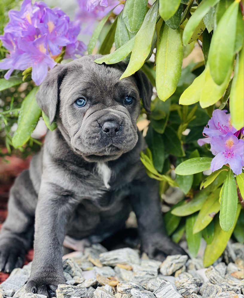 Елітні Cane corso-сірого окрасу