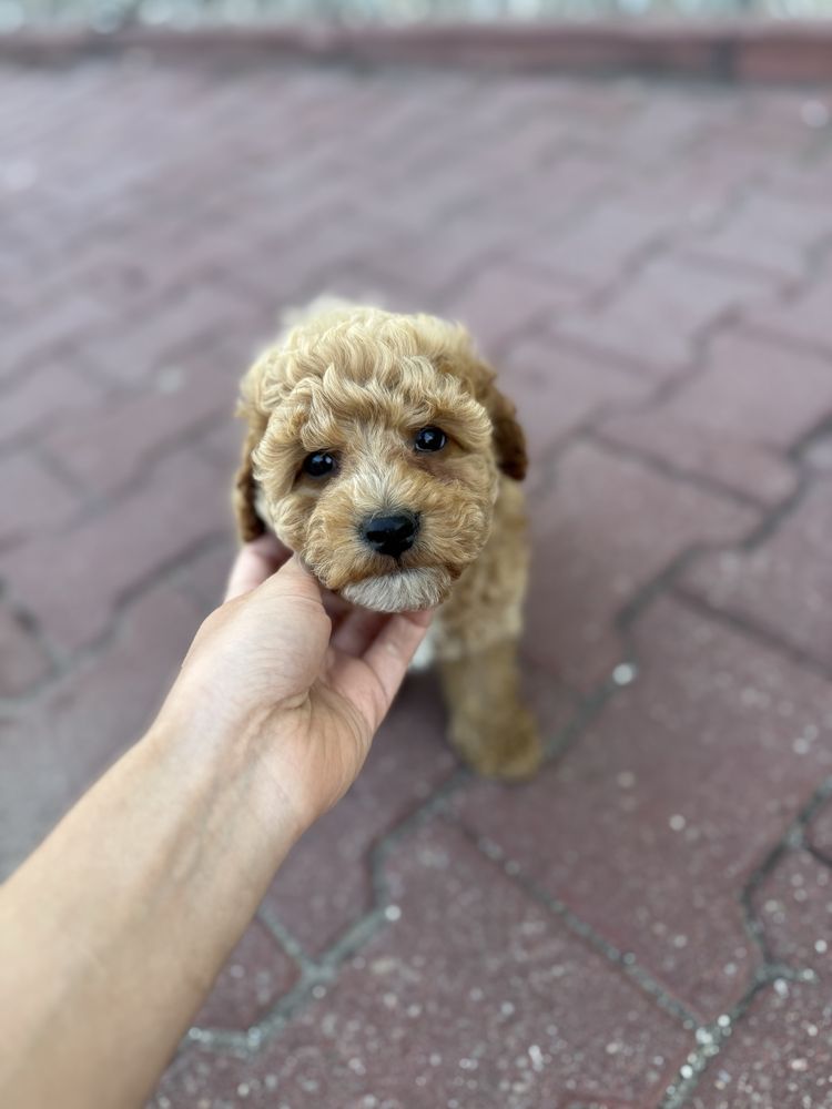 GOTOWY do odbioru  MALTIPOO F1b  Badania genetyczne Wyprawka Pudel