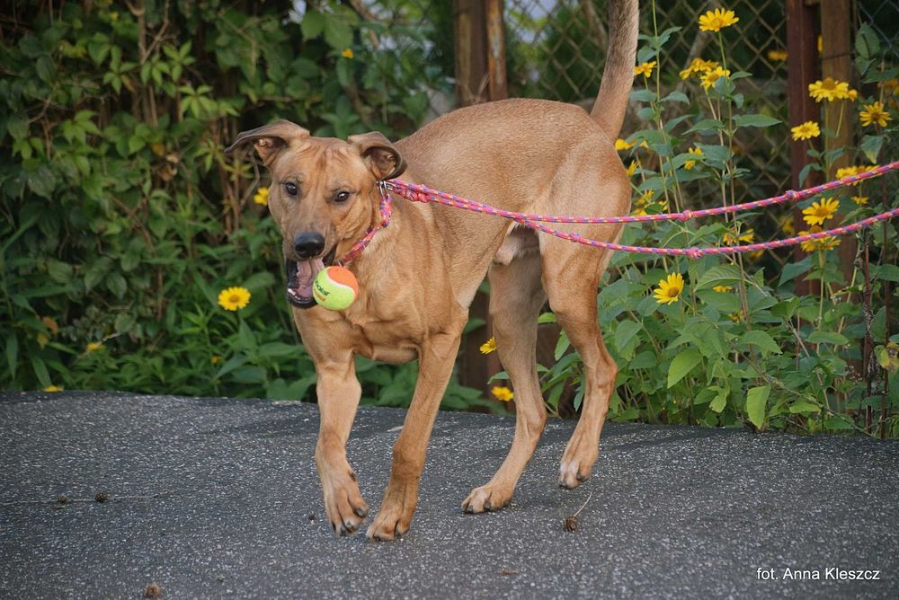Fifi roczny psiak w typie Rhodesian Ridgeback