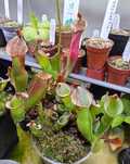Heliamphora heterodoxa - rośliny owadożerne