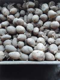 Ziemniaki wielkość sadzeniaki Marabel 35-50mm