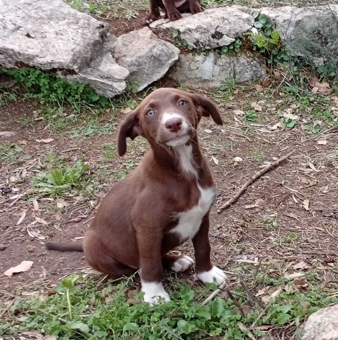 Cachorros para Adoção