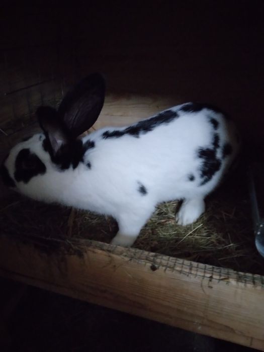 Królik Srokacz Niemiecki