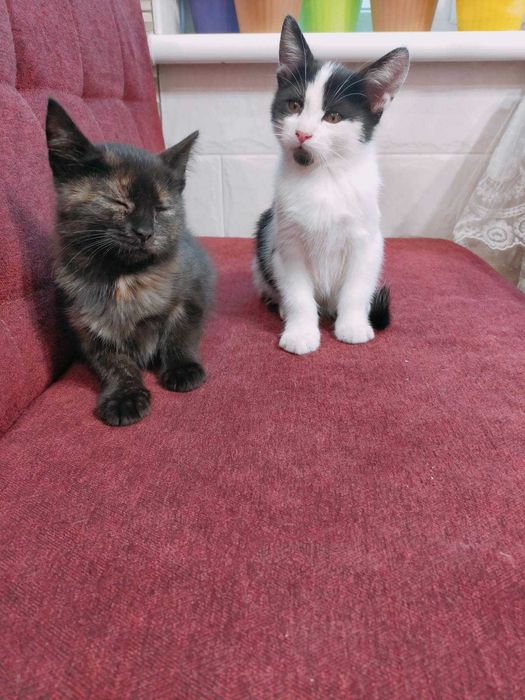 Кошенята в добрі руки