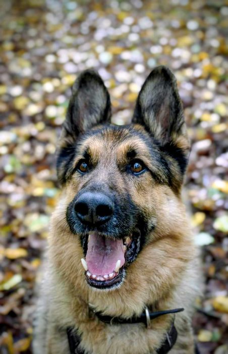 Blejz czeka na prawdziwy dom