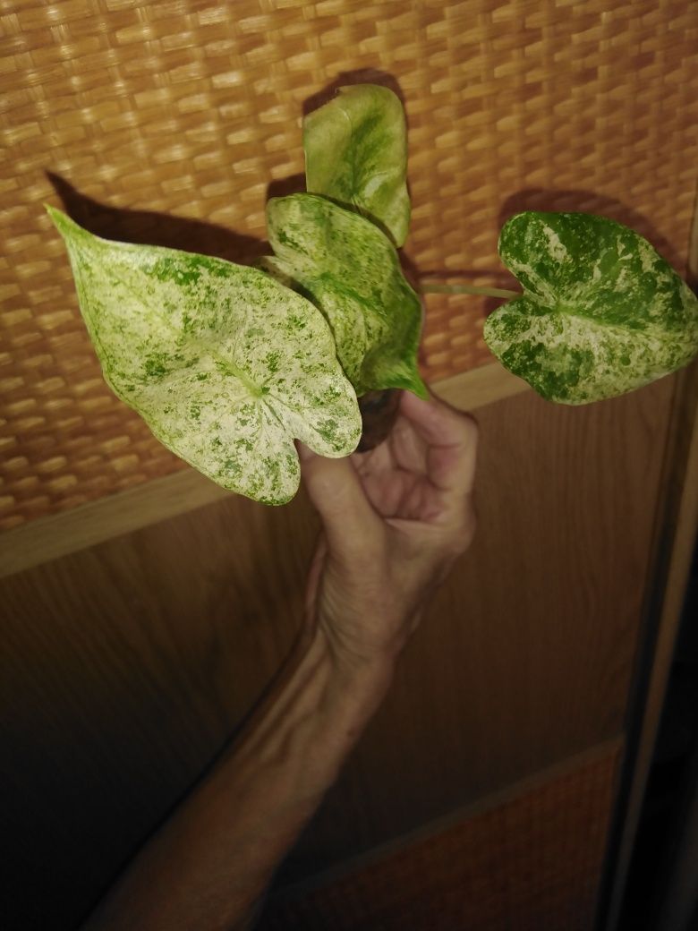 Продамі алоказія Macrorrhiza Mint Variegated