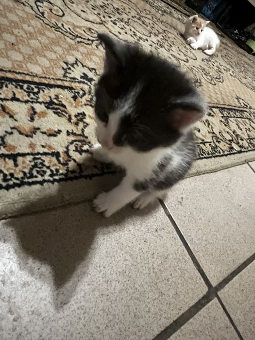 Koty  do oddania same jedza maja miesiac czasu