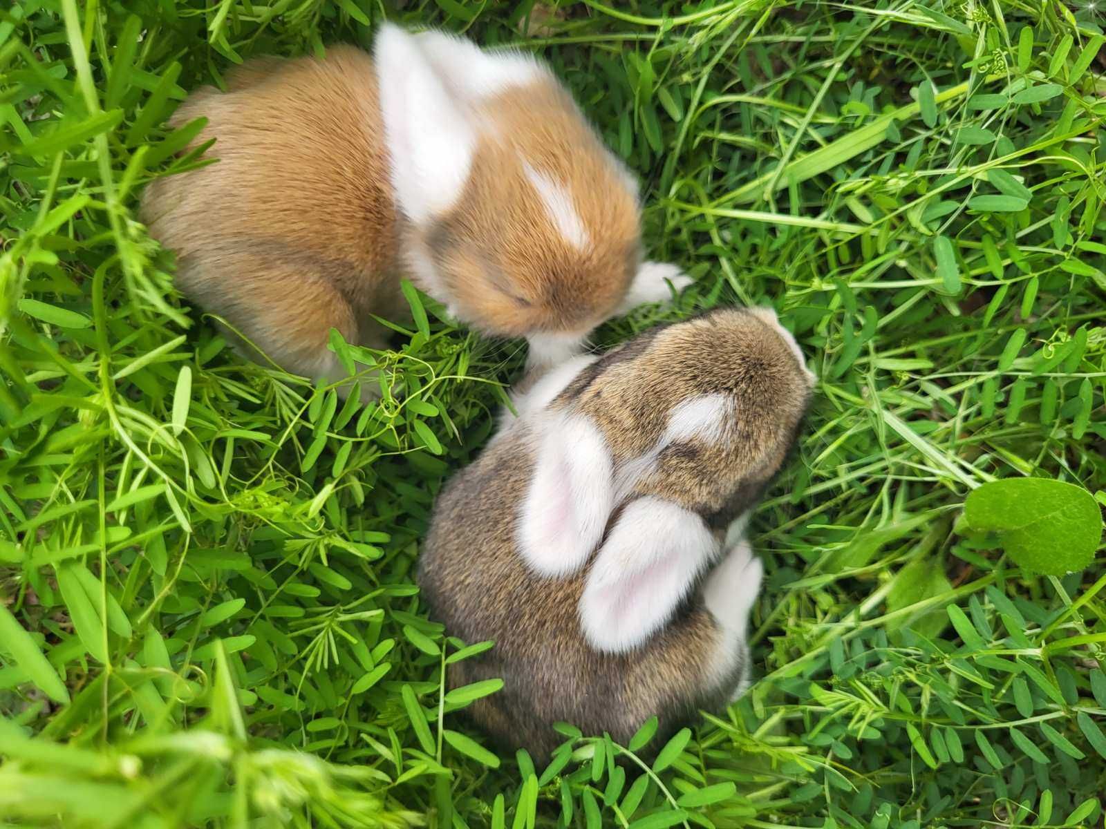 Кролики декоративні (малюки)