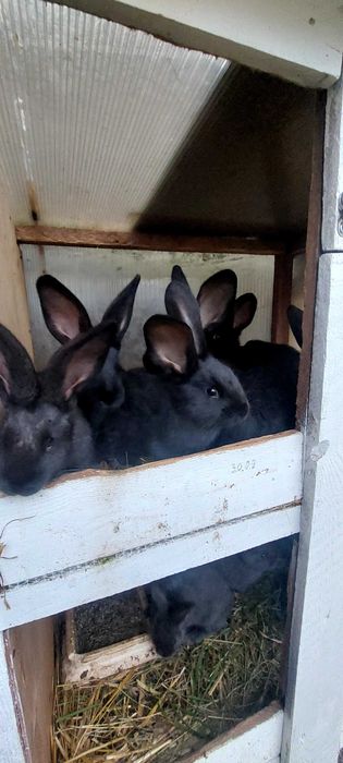 Sprzedam króliki mlode