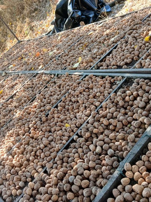 Nozes de produção nacional, na Azambuja
