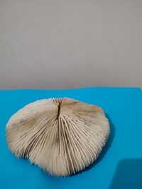 Коралл грибовидный,океанический,аквариумный