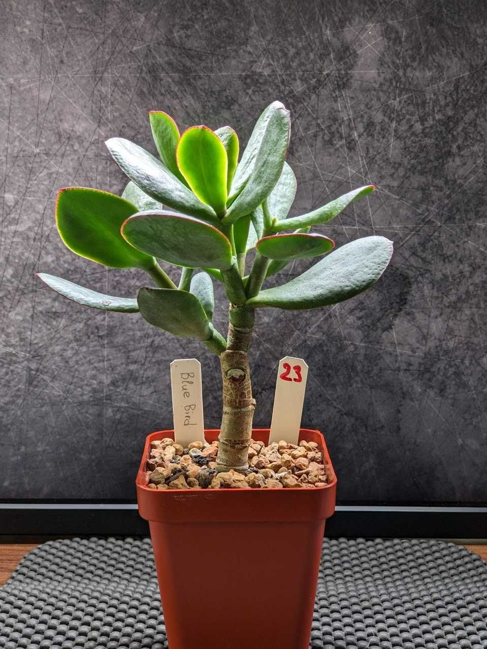 Crassula Arborescens ssp. Arborescens - Древовидная, денежное дерево