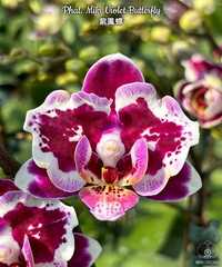 Орхідея доросла Miki violet butterfly 2.5 Пересилаю