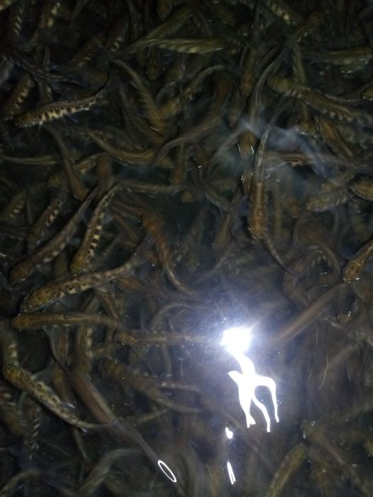 Narybek Pstrąga Gospodarstwo EKO.