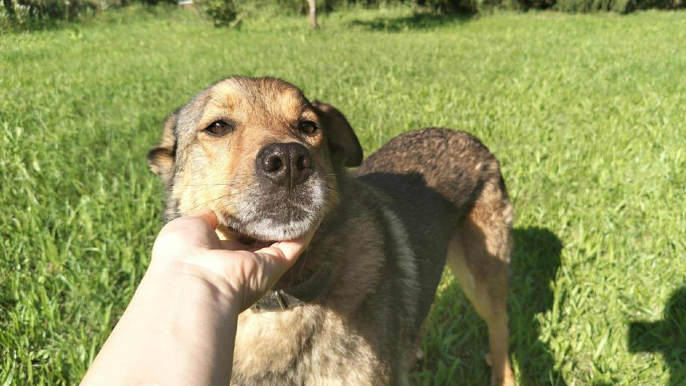 Biedna sunia ,prosi o dom.