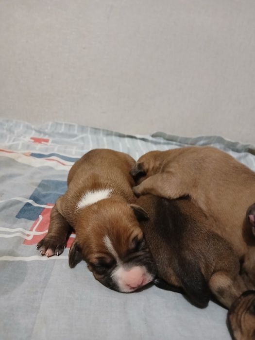 Бронь Американський Пітбуль