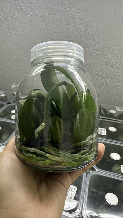 Малюки орхідей в колбах (саджанці орхідей, фласки