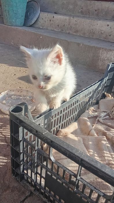 Кошенята, дві кицьки шукають господарів