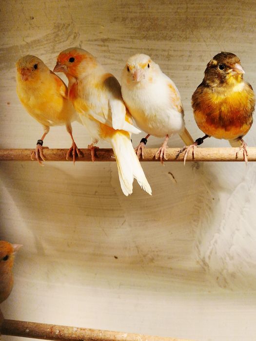 Kanarki Samce z 2025