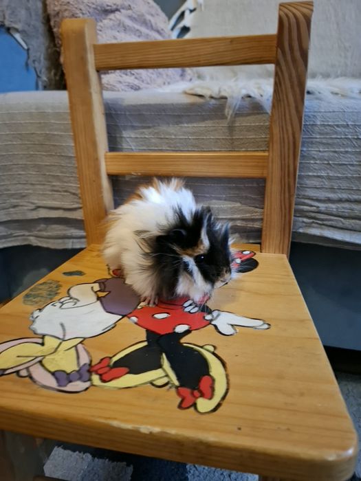 Sprzedam świnki morskie