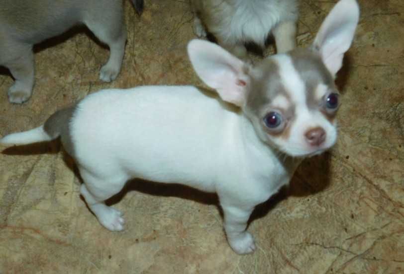 Продаються цуценята породи Чихуа-хуа в різних забарвленнях і типажі.