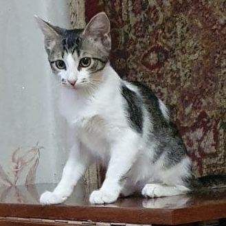 Чудо киця чекає на вас