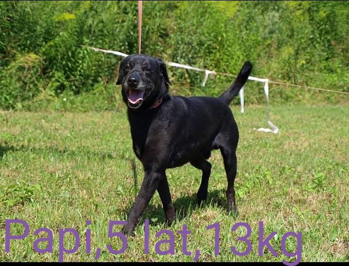 Papi czarne cudo czeka na dom