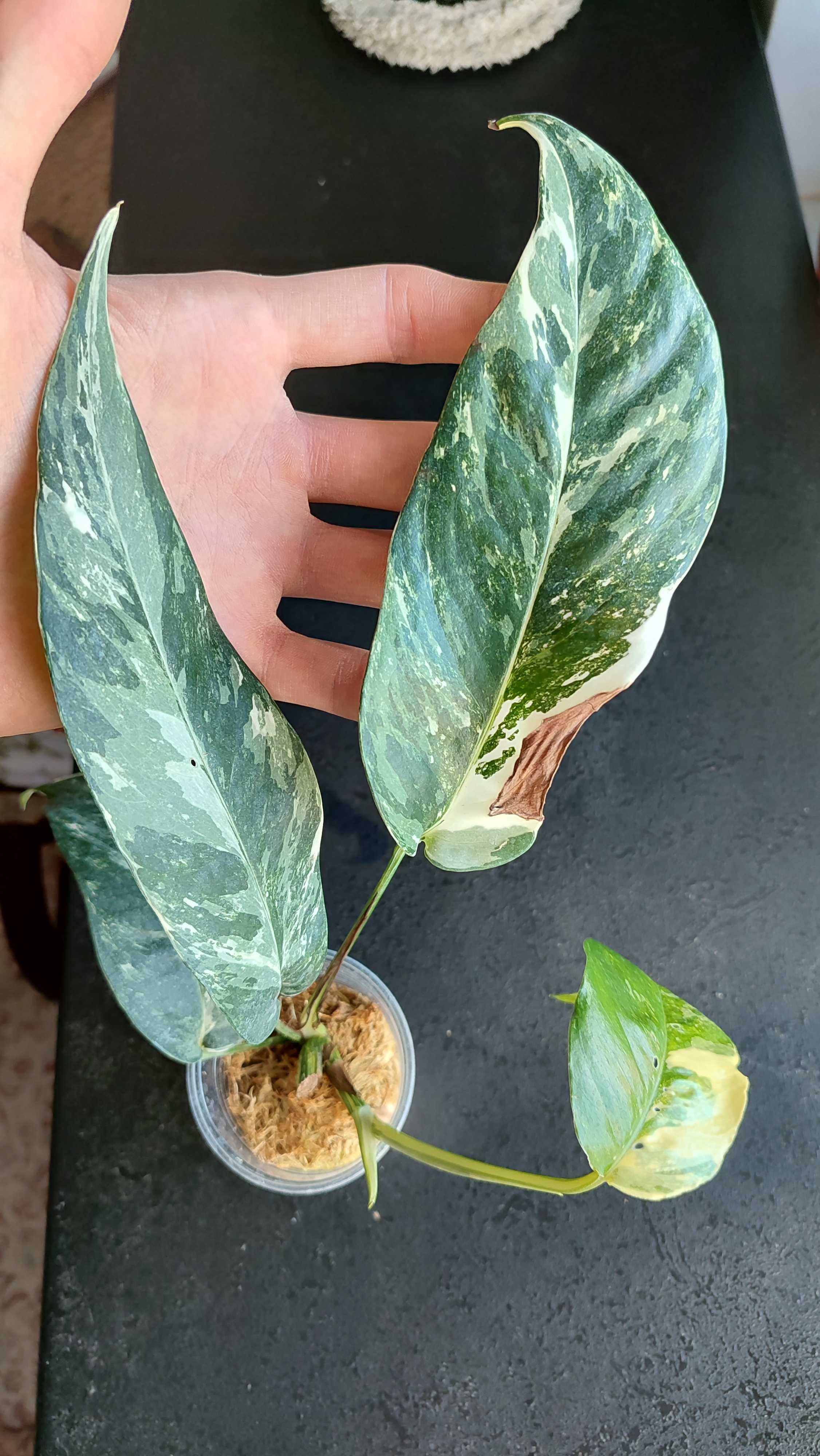 Monstera Epipremnum pinnatum variegated