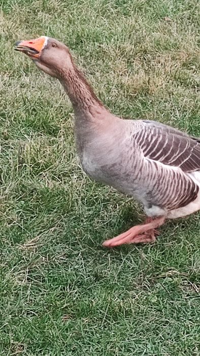 Kaczki czekoladowe i Gęsi Landes