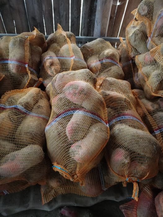 Sprzedam buraki pastewne