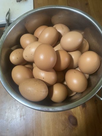 Продам инкубационные домашние яйца