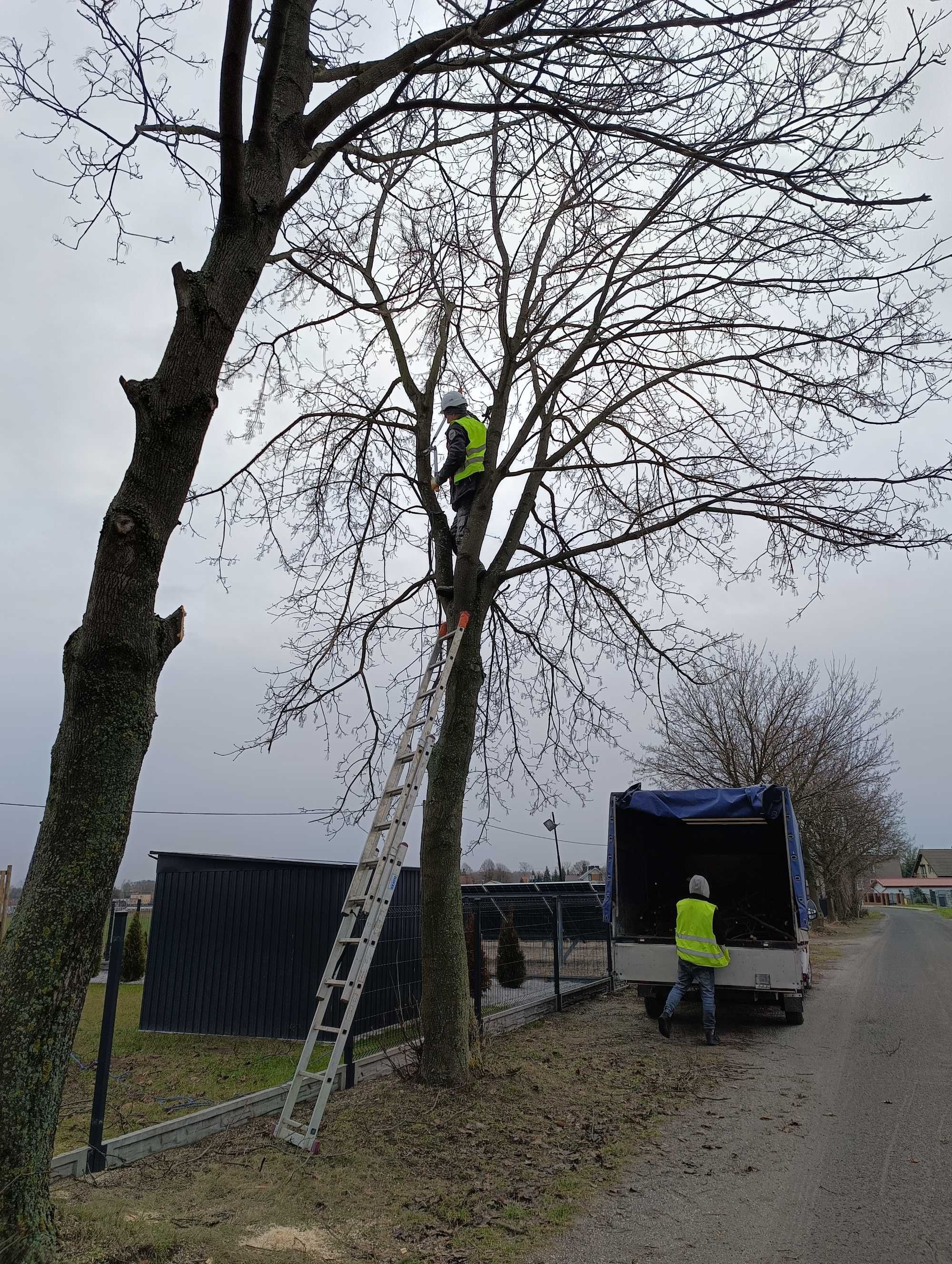 Wycinka drzew i krzewów ,czyszczenie działek,usługi glebogryzarka