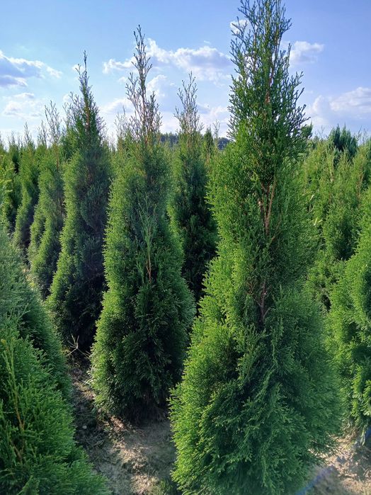 Tuja szmaragd z gruntu